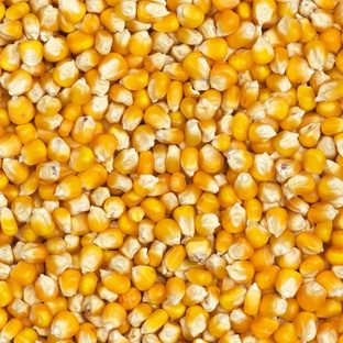 Grains de maïs jaune